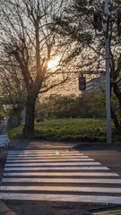 夕刻の横断歩道