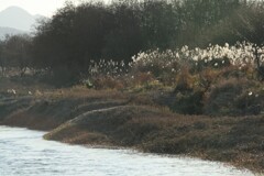 千曲川の川べり　2006/12