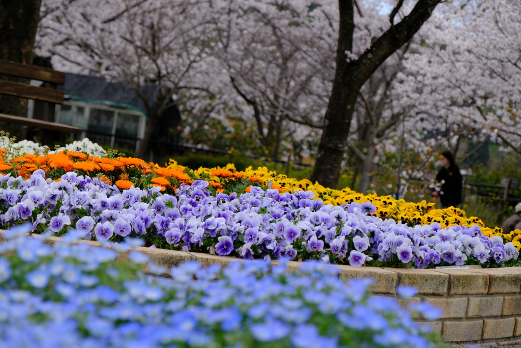 春感　公園にて