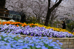 春感　公園にて