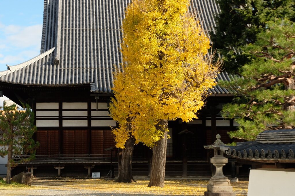 善光寺近くのお寺のイチョウ　2024/12
