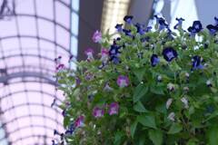 権堂アーケードの花