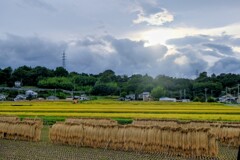 稲刈りしている田んぼもいっぱい見ました。