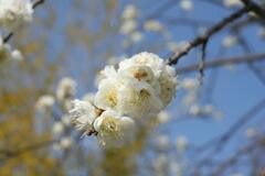 彦根城の辺りで梅　2007年春先