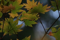 紅葉の紅葉みんなそれぞれいいですよね。　2006/11