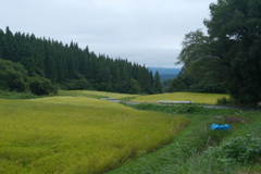 山間の田んぼ風景