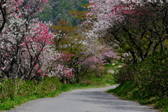 花桃の里その3