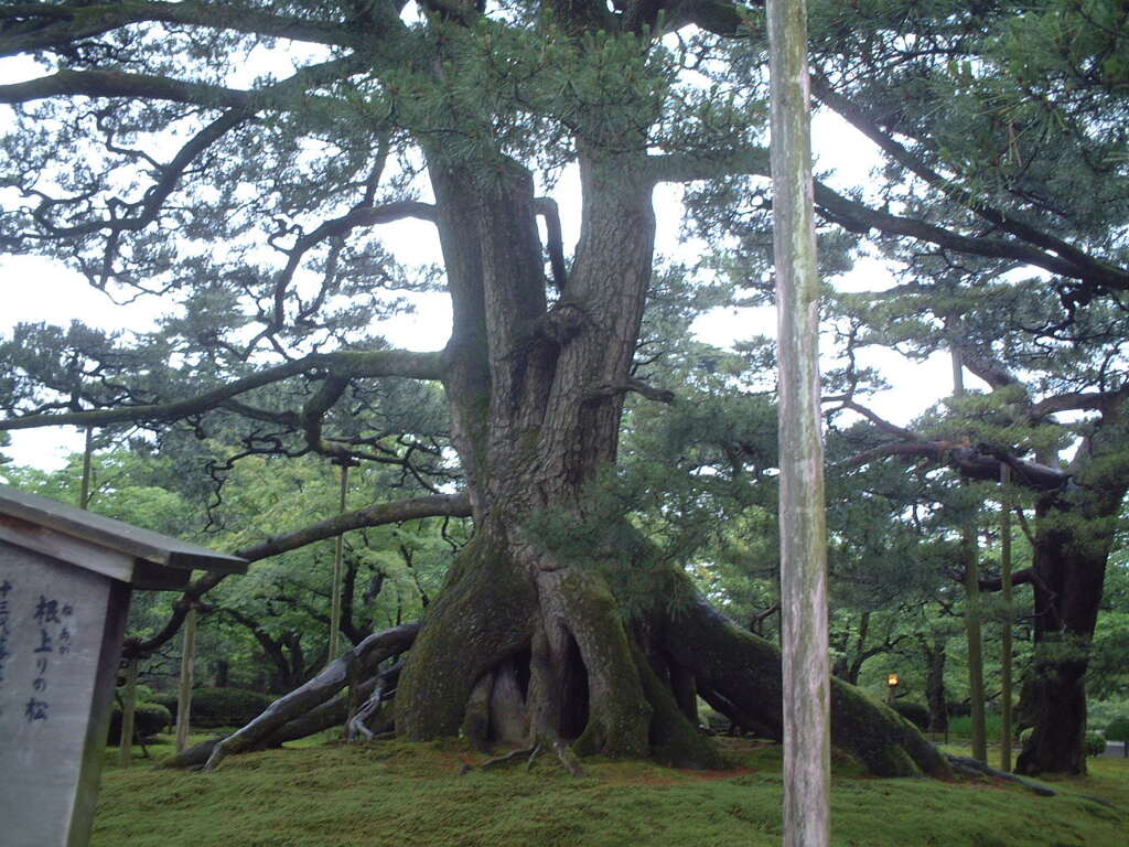 兼六園の根上りの松　2003年6月