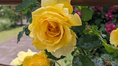 富士川クラフトパークバラ園その3