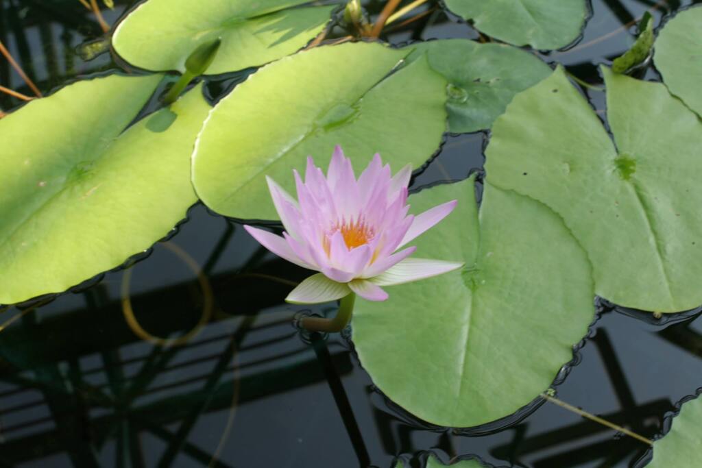 彦根城の辺りで蓮　2007年春先