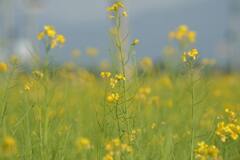 安曇野の菜の花　2008年5月
