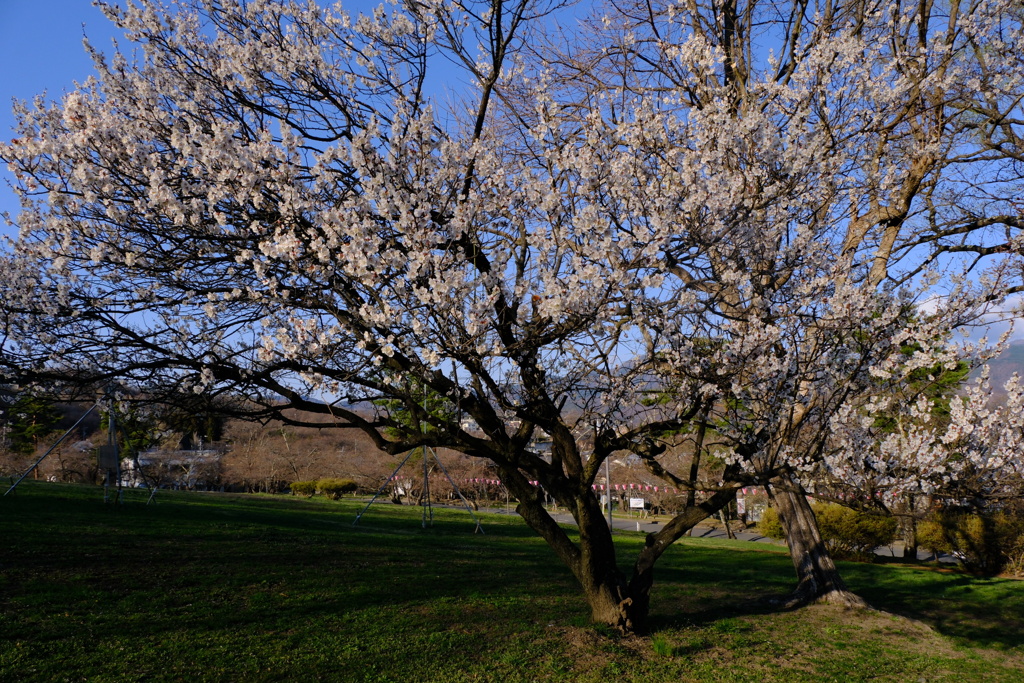 アルプス公園の早咲きの桜