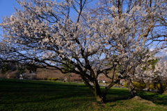 アルプス公園の早咲きの桜