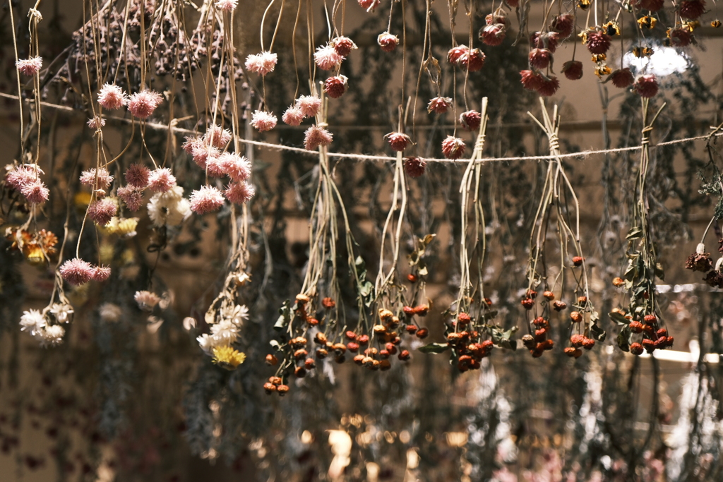 ドライフラワーになる前の花のカーテン　飯山の道の駅
