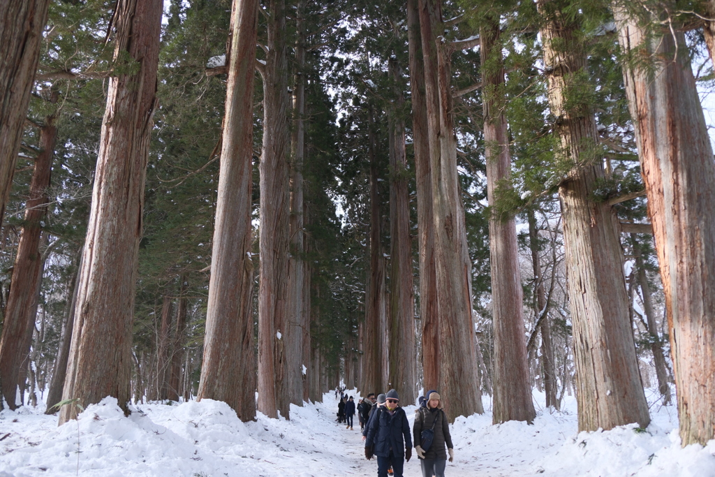 戸隠　奥社の万年杉