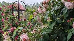 富士川クラフトパークバラ園その2