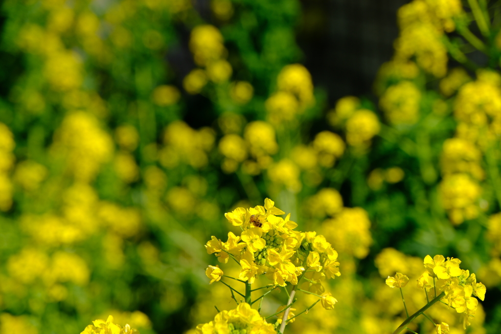 菜の花とミツバチ