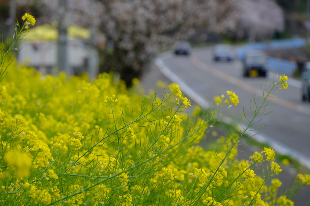 菜の花と桜
