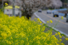 菜の花と桜