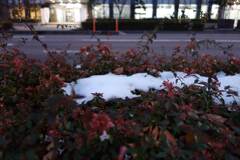 降雪のあった週の週末