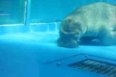 鳥羽水族館で出会いました3 掃除？　2006/9