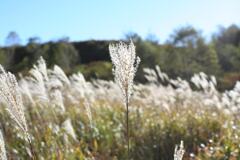 すすき。秋感あるな。　2006/10