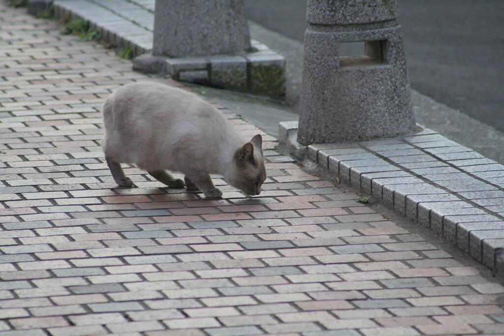 街なかの猫 本物　2009/1