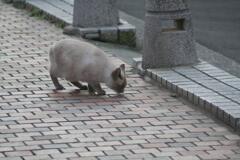 街なかの猫 本物　2009/1