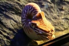 鳥羽水族館で出会いました　2006/9