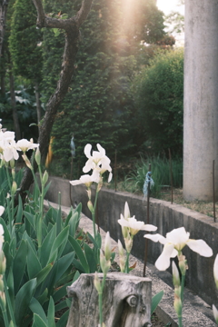 散歩スナップ アイリス?!アヤメ?!