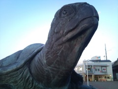 親不知ピアパークにいた亀像　2011/11