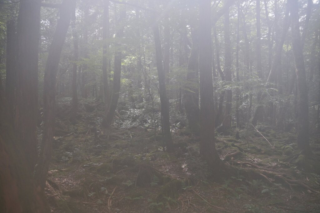 樹海　風穴からでたところでレンズが曇りこのような写真に