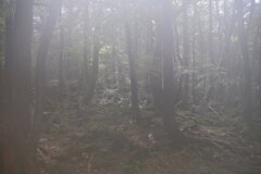 樹海　風穴からでたところでレンズが曇りこのような写真に