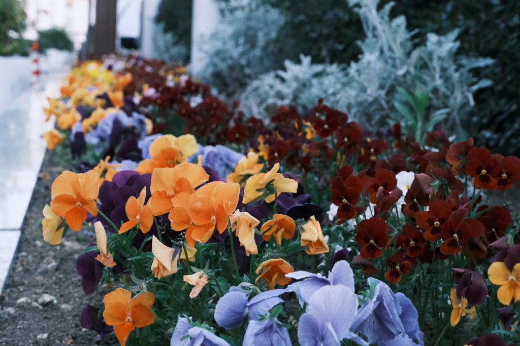 長野駅の花壇