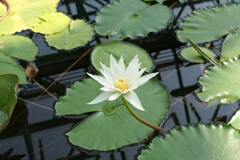 彦根城の辺りで、白色の蓮 2007年春先