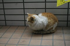 二年参りに出かけた際、コンビニ出会ったねこ？　2006/12大晦日頃
