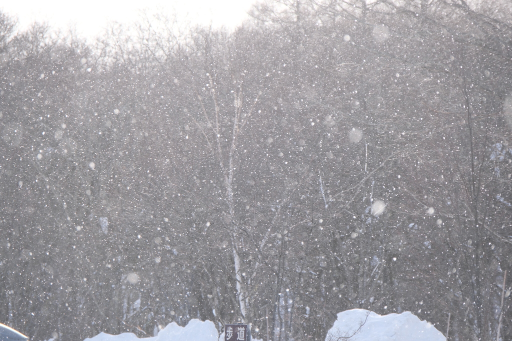 戸隠の粉雪