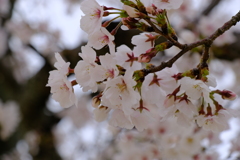 松山城の桜　白