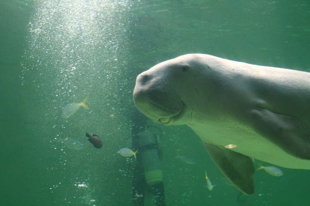鳥羽水族館で出会いました5 2006/9