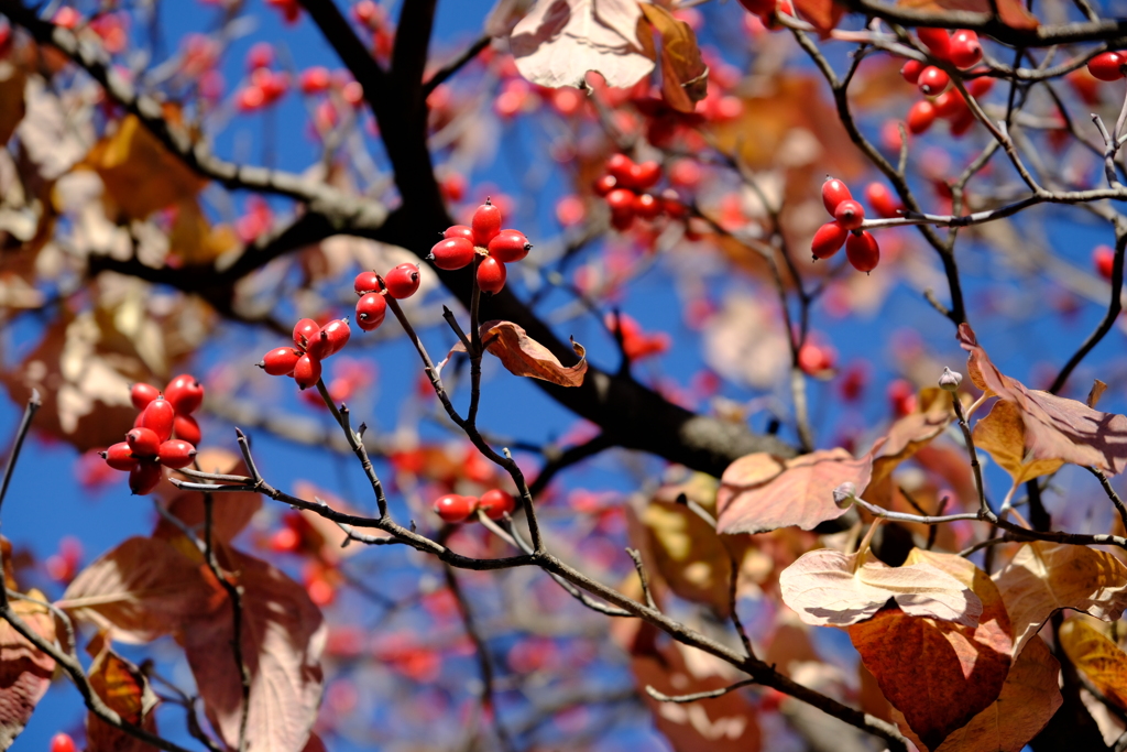須坂市街なかの紅葉