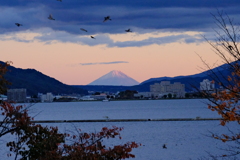 諏訪湖から富士山夕陽スズメもかな？