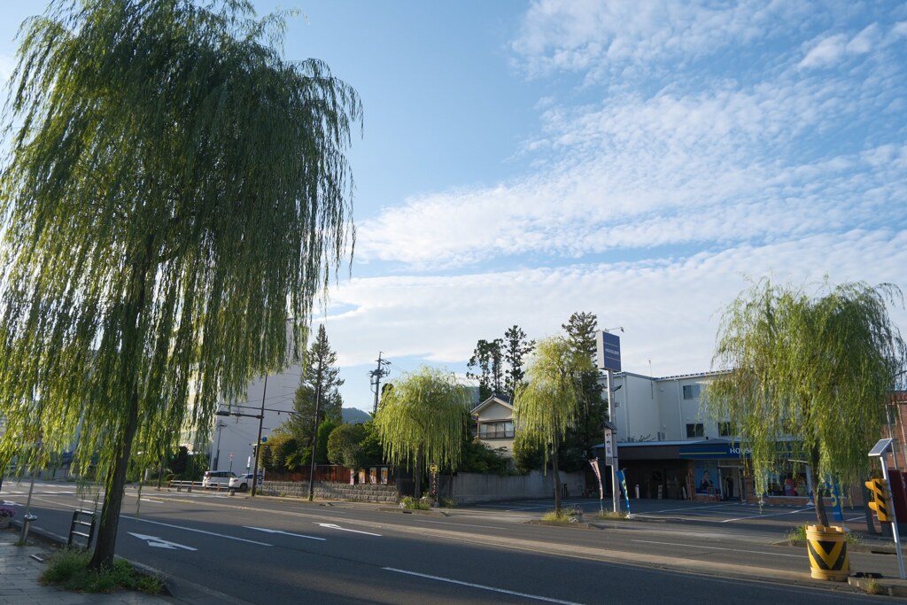柳町通りの柳並木