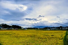 田んぼ