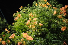 夜の散歩で目立ってた花