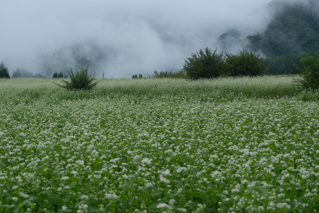 雲間のそばの花