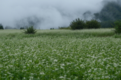 雲間のそばの花