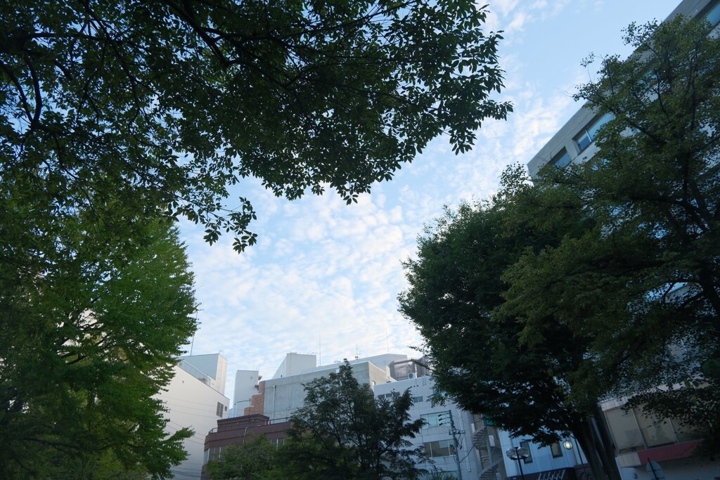 公園の木の間からひつじ雲