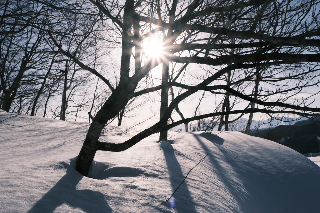 春陽の光
