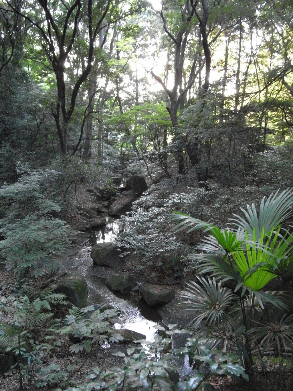 明治神宮の森　2008/10