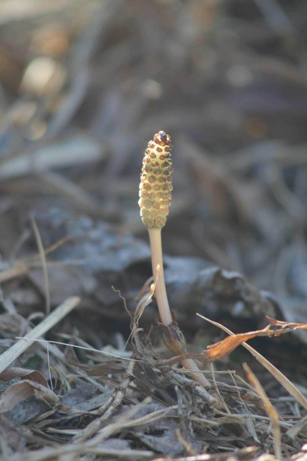 つくし　2012年4月